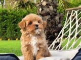 Tea Cup Malti̇poo Bebekleri̇mi̇z