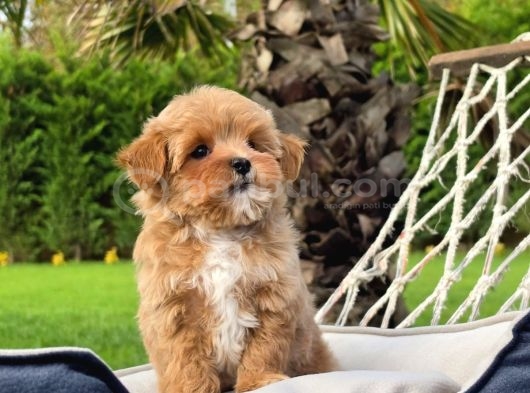 Tea Cup Malti̇poo Bebekleri̇mi̇z görsel