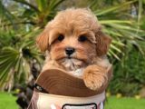 Tea Cup Malti̇poo Bebekleri̇mi̇z
