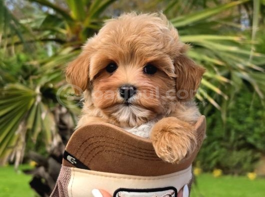 Tea Cup Malti̇poo Bebekleri̇mi̇z