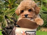 Tea Cup Malti̇poo Bebekleri̇mi̇z