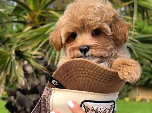 Tea Cup Malti̇poo Bebekleri̇mi̇z görsel