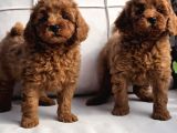 En Sevi̇mli̇ Mini Toy Poodle Yavrulari Si̇zleri̇ Bekli̇yor