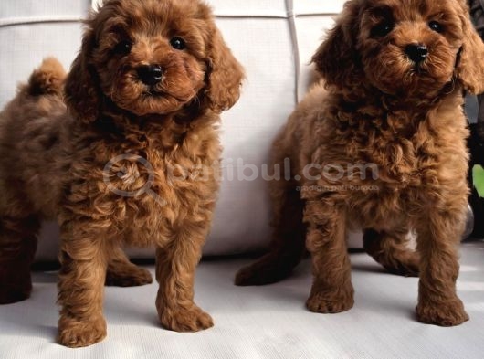 En Sevi̇mli̇ Mini Toy Poodle Yavrulari Si̇zleri̇ Bekli̇yor