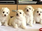 Maltese Terri̇er Ci̇nsi̇ Yavrular