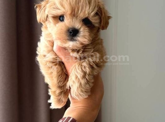 Kahve Tonlu Malti̇poo Ci̇nsi̇ Yavrular görsel