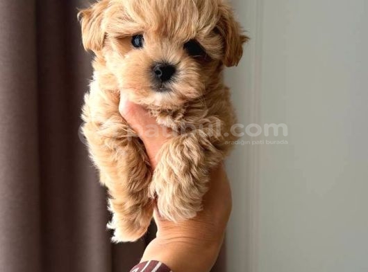 Malti̇poo Ci̇nsi̇ Yavrular Ev Üreti̇mi̇ görsel