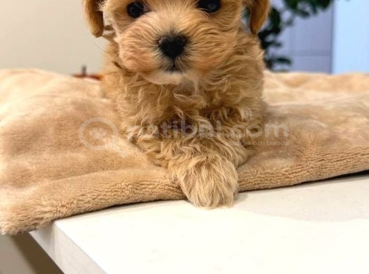 Malti̇poo Ci̇nsi̇ Yavrular Ev Üreti̇mi̇ görsel