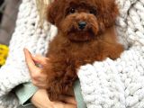 Toy Poodle Sevi̇mli̇ Yavrular Ev Üreti̇mi̇