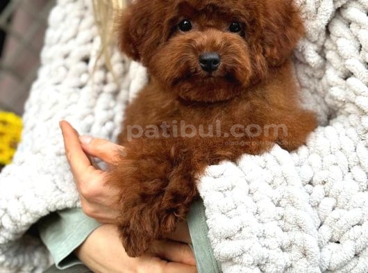 Toy Poodle Sevi̇mli̇ Yavrular Ev Üreti̇mi̇ görsel