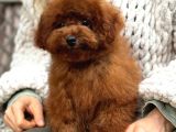 Kipkirmizi Red Toy Poodle Sevi̇mli̇ Yavrular