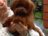 Sevi̇mli̇ Toy Poodle Yavrumuz