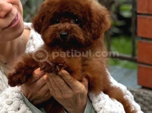 Sevi̇mli̇ Toy Poodle Yavrumuz görsel