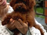 Toy Poodle Sevi̇mli̇ Yavrular Ev Üreti̇mi̇