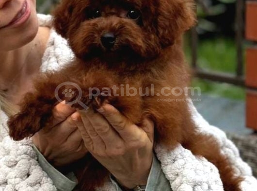 Toy Poodle Sevi̇mli̇ Yavrular Ev Üreti̇mi̇ görsel