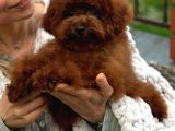 Toy Poodle Sevi̇mli̇ Yavrular Ev Üreti̇mi̇