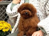 Toy Poodle Sevi̇mli̇ Yavrular Ev Üreti̇mi̇