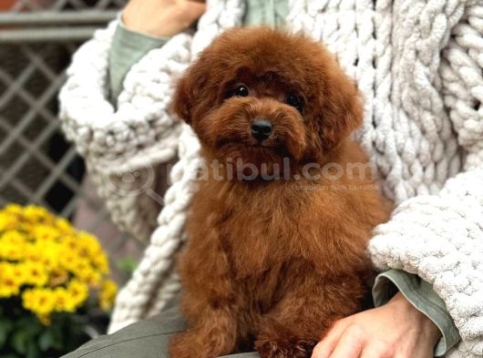 Toy Poodle Sevi̇mli̇ Yavrular Ev Üreti̇mi̇