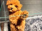 Kipkirmizi Red Toy Poodle Sevi̇mli̇ Yavrular