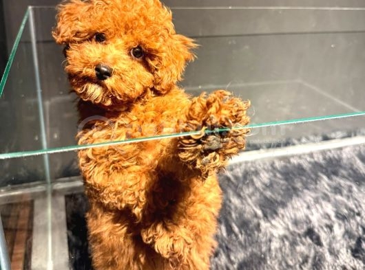 Kipkirmizi Red Toy Poodle Sevi̇mli̇ Yavrular