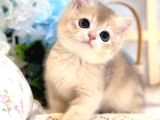 Sevimli Bakışlarıyla Ay Golden British Shorthair