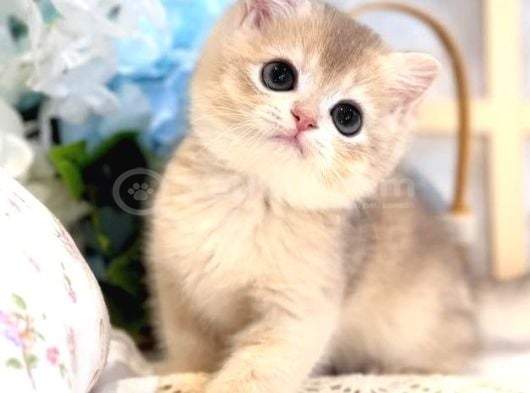 Sevimli Bakışlarıyla Ay Golden British Shorthair görsel