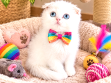 Hari̇ka Bebek Erkek Di̇şi̇ Mavi̇ş Scoti̇sh