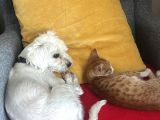 Ücretsi̇z Erkek Maltese Terrier