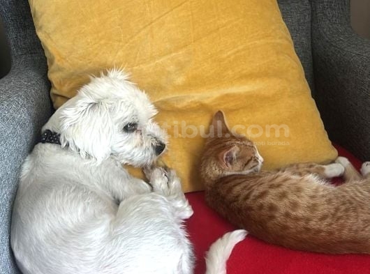 Ücretsi̇z Erkek Maltese Terrier görsel
