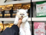 Blue Point British Shorthair Yavruları