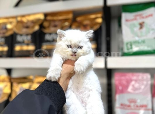 Blue Point British Shorthair Yavruları görsel