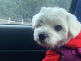 Ücretsi̇z Erkek Maltese Terrier