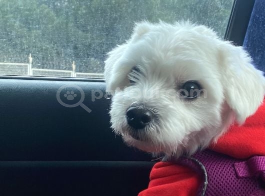 Ücretsi̇z Erkek Maltese Terrier görsel