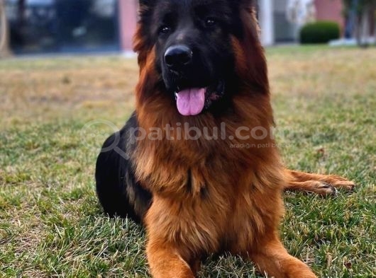 Dev aslan bebek