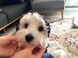 Ücretsi̇z Erkek Maltese Terrier