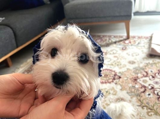 Ücretsi̇z Erkek Maltese Terrier görsel