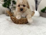 Sevimli Maltipoo Yavrular