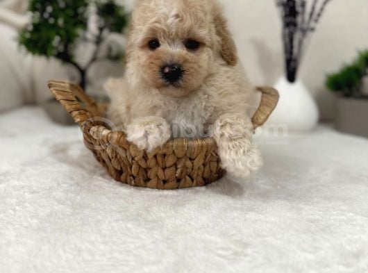 Sevimli Maltipoo Yavrular