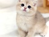 Sevimli Bakışlarıyla Ay Golden British Shorthair
