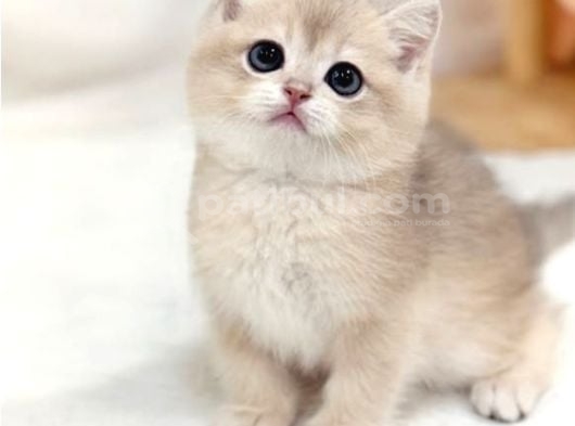 Sevimli Bakışlarıyla Ay Golden British Shorthair