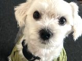Ücretsi̇z Erkek Maltese Terrier