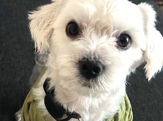 ÜCRETSİZ Erkek Maltese Terrier