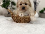 Sevimli Maltipoo Yavrular