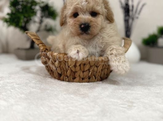 Sevimli Maltipoo Yavrular görsel