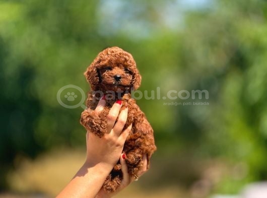 Irk Ve Sağlık Garantili Toy Poodle Bebeklerimiz görsel