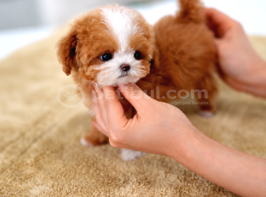 Irkinin En Özel Yavrusu Tuvalet Eği̇ti̇mli̇ görsel