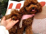 Toy Poodle Safkkan Yavrularımız