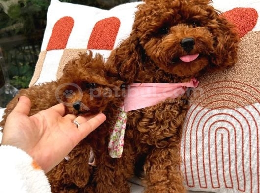 Toy poodle SAFKKAN yavrularımız
