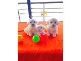 Topaç Gibi Maltese Bebeklerim