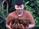 Orjinal Irk Ve Sağlık Garantili Toy Poodle Bebeklerimiz